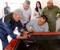 В Туве в мараловодческом хозяйстве «Туран»  началась первая срезка пантов