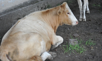 О реализации губернаторского проекта «Корова-кормилица» в Пий-Хемском районе Тувы 