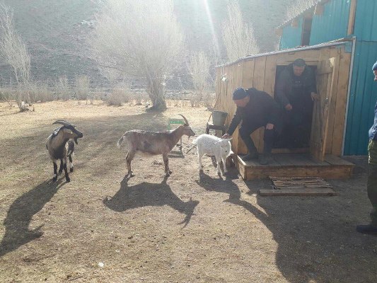 В Туве начали разводить высокомолочных альпийских коз