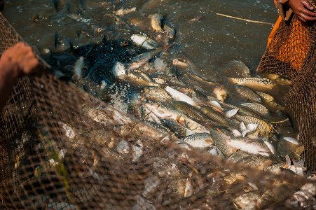В Туве началось общественное обсуждение рыбных запасов