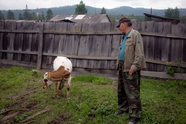 В проекте «Корова-кормилица» участвуют 15 семей из Тоджинского района Тувы 