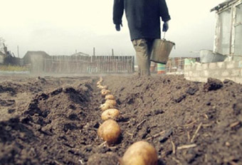 В акции «Социальный картофель» примут участие около 1,5 тысячи жителей Тувы