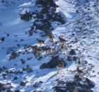 Моолдуң, Тываның база Алтайның кызыгаар девискээрлеринде аргарның баш саны өскени демдеглеттинген