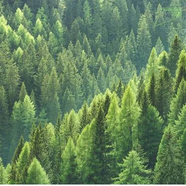 В рамках реализации федерального проекта «Сохранение лесов» национального проекта «Экология» приобретены лесохозяйственные техники и лесопожарные оборудования  