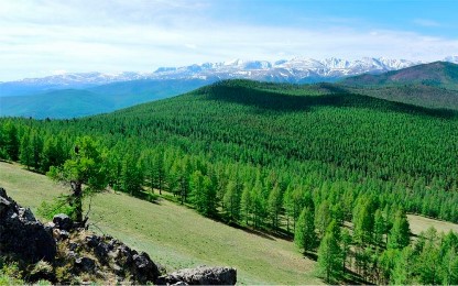 В Туве реализуется федеральный проект «Сохранение лесов» 