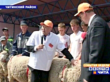 Пять хозяйств Тувы представят племенных овец на Сибирско-Дальневосточной выставке 