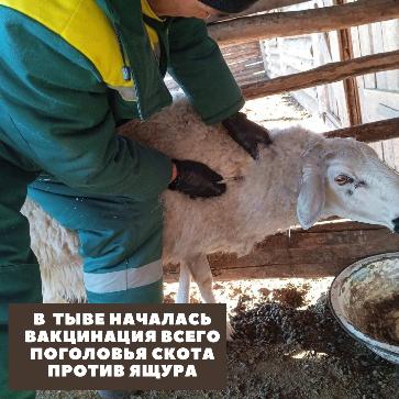 В Туве проходит вакцинация поголовья скота против ящура