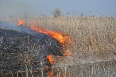 Глава Тувы призвал жителей республики пресекать случаи неосторожного обращения с огнем, включая сельхозпалы