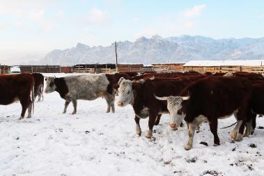 В Туве работает оперативный штаб по вопросам зимовки скота 