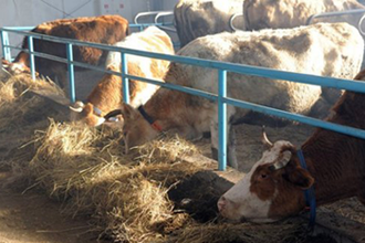 Власти Тувы продолжают принимать меры по развитию мясного скотоводства 