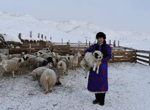 Зимовка скота в Туве осложняется снегопадами и сильными ветрами