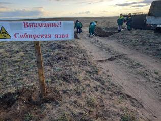 В Кызылском районе Тувы введен карантин из-за случая заражения КРС сибирской язвой