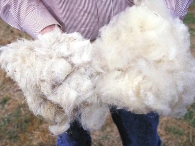 Минсельхозпрод Тувы начал субсидировать затраты животноводов на реализацию овечьей шерсти