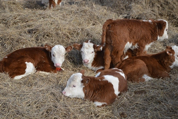 В Туве пополняется стадо  крупного рогатого скота
