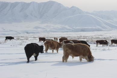 В Туве зимовка скота осложняется сильными холодами и ветрами