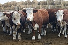 В Туве наращиваются объемы производства животноводческой продукции