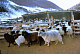  Глава Тувы поручил руководству Минсельхоза держать на контроле зимовку скота в Монгун-Тайге 