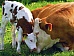 В 11 районах Тувы проект «Корова-кормилица» реализован полностью