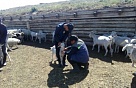 Завершился комиссионный отбор передаваемого скота участникам губернаторского проекта «Кыштаг для молодой семьи»