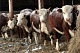 В Туве продолжается рост  поголовья  племенного скота