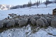 В целом по Туве зимовка скота проходит без осложнений