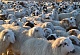 Минсельхозпрод Тувы держит на контроле зимовку скота 