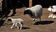 Массовый окот мелкого рогатого скота завершен почти во всех районах Тувы 