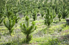 Национальный проект «Экология» помогает восстанавливать леса Тувы