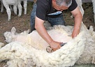 В хозяйствах Тувы идет сезонная стрижка овец и коз