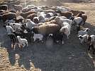 В Туве  подвели итоги расплодной  кампании в овцеводческих хозяйствах  
