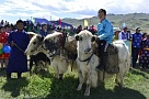 Туву на инвестиционном конкурсе «Регионы – устойчивое развитие» представит монгун-тайгинское хозяйство «Малчын»