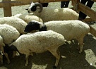 Тувинских овец и коз продемонстрируют на XII Сибирско-Дальневосточной выставке племенных животных 