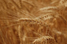 В Туве  темпы уборки зерновых культур значительно выше, чем в прошлом году 