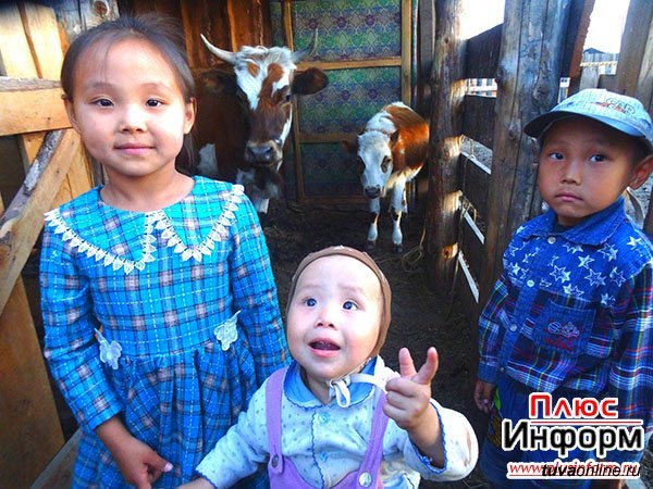 О реализации  в Туве социального проекта «Корова-кормилица» для многодетных семей  