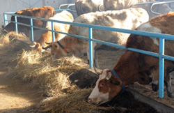 Поголовье  скота в Туве выросло за пять лет почти в полтора раза 