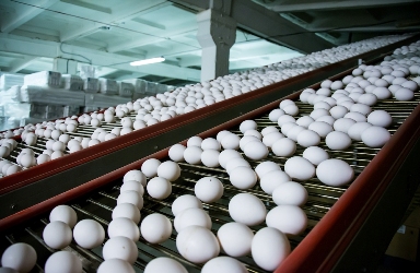В Туве на  птицефабрике «Енисейская» в сутки получают 28 000 шт. яиц