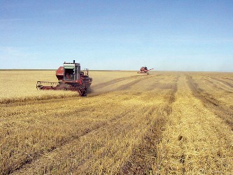 В Туве разворачивается уборка урожая зерновых и кормовых культур