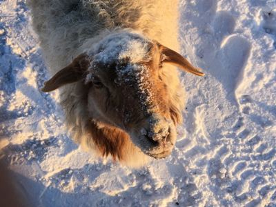 Зимовка скота в Туве началась в штатном режиме – Минсельхозпрод