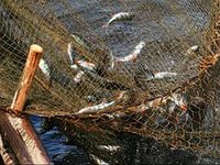 В Туве наблюдается рост освоения квот, выделяемых на промышленное рыболовство
