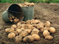 В муниципальных образованиях Тувы    на прошедшей  неделе  началась активная уборка картофеля и овощей