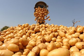  В Туве малообеспеченным семьям помогли  запастись картофелем и овощами на зиму