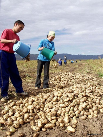 В Туве продолжится реализация губернаторского проекта  "Социальный картофель" 