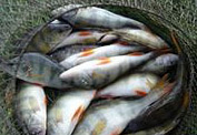 В Туве растут объемы производства рыбной продукции