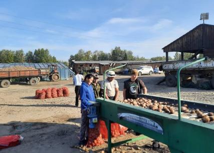 Кызылский и Тандинский районы Тувы – лидеры по урожаю картофеля 