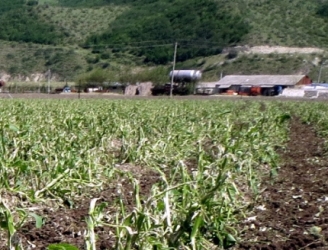 Град уничтожил сельскохозяйственные посевы в Сут-Хольском районе Тувы