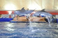 Впервые в Туве - передвижной дельфинарий