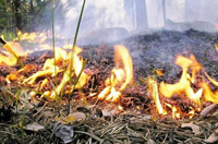 В Туве установлены виновники четырех  лесных пожаров