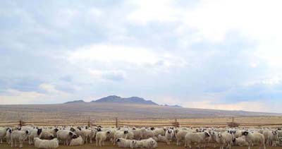 В Туве наблюдается  устойчивый рост поголовья скота