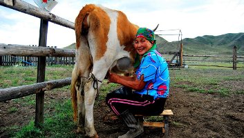 В Туве объявлен новый социальный проект «Корова-кормилица»