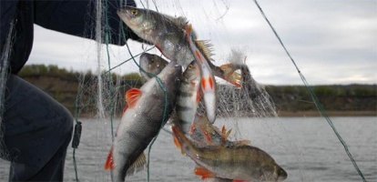 В Туве определили допустимый объем вылова рыбы в 2018 году